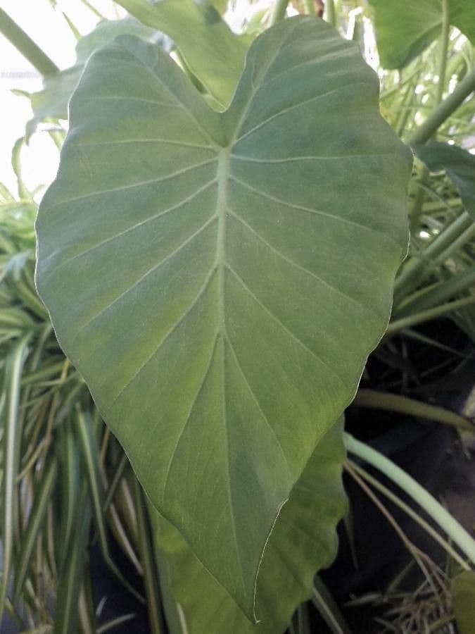 Taro 22