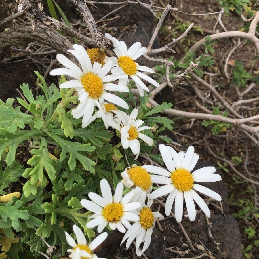 Argyranthemum