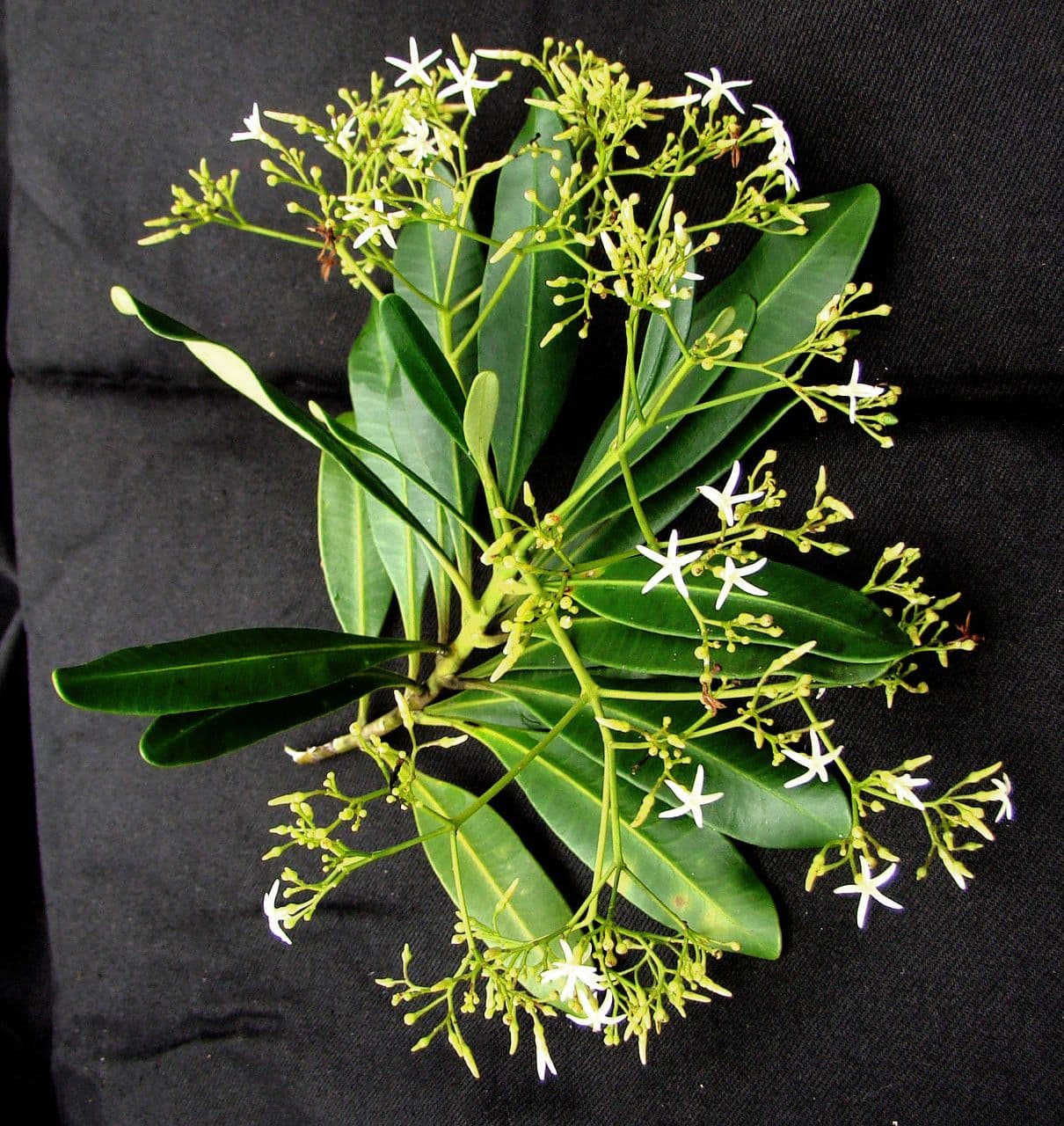 Alstonia 7