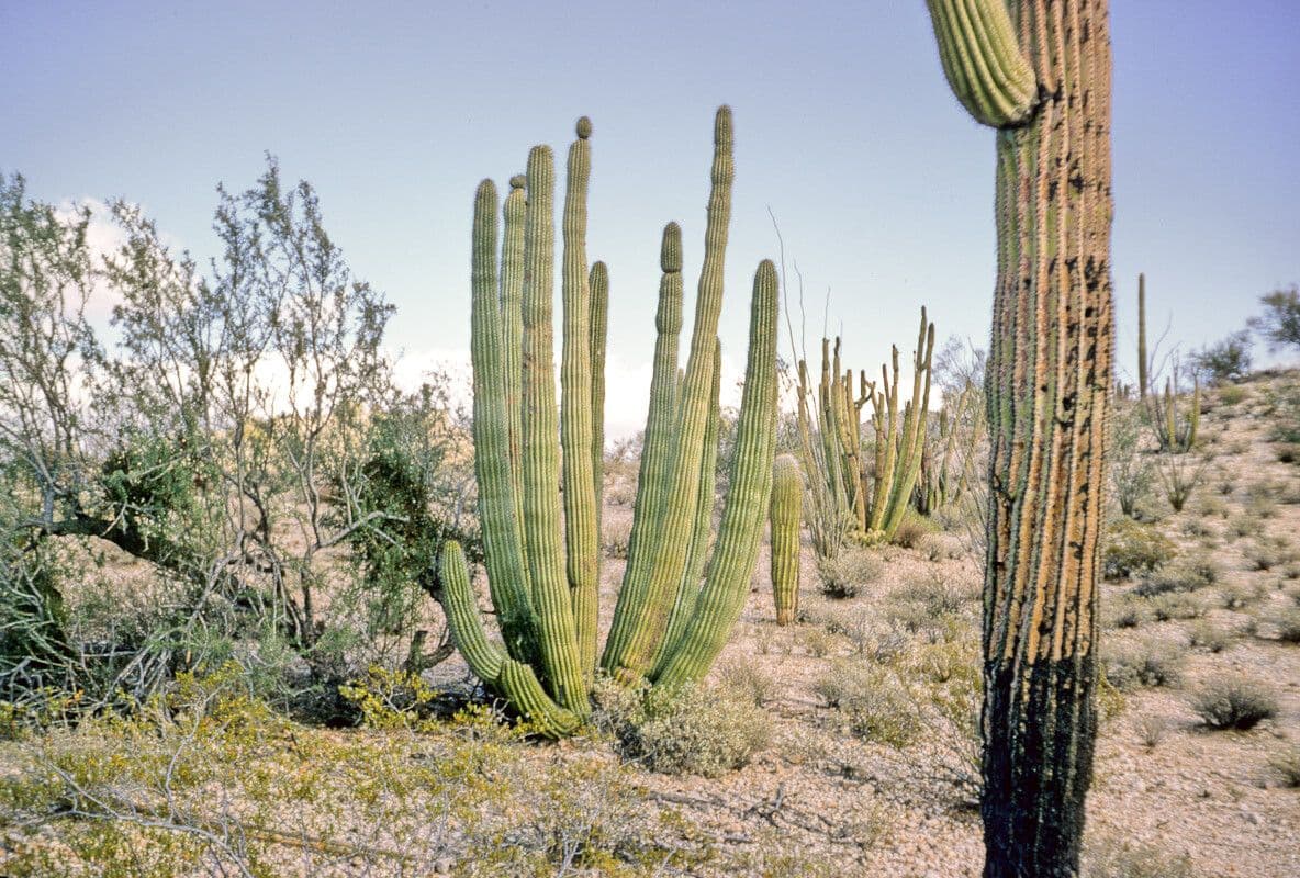 Cactus organo 21