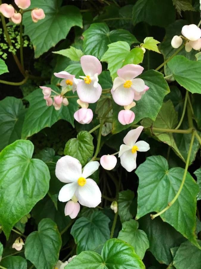 Begonia formosana 5