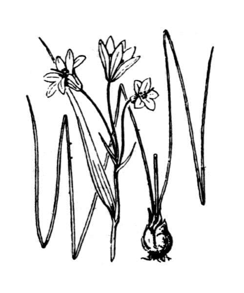 Gagea spathacea 17