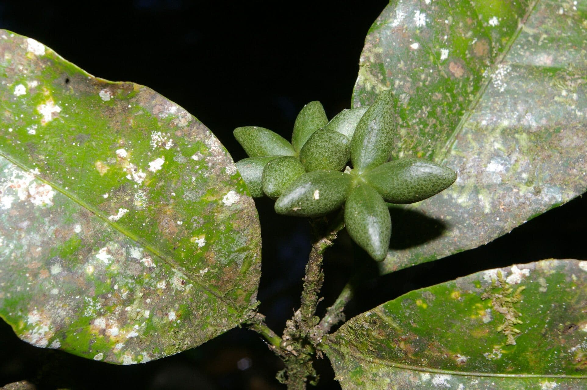 Peltostigma 4
