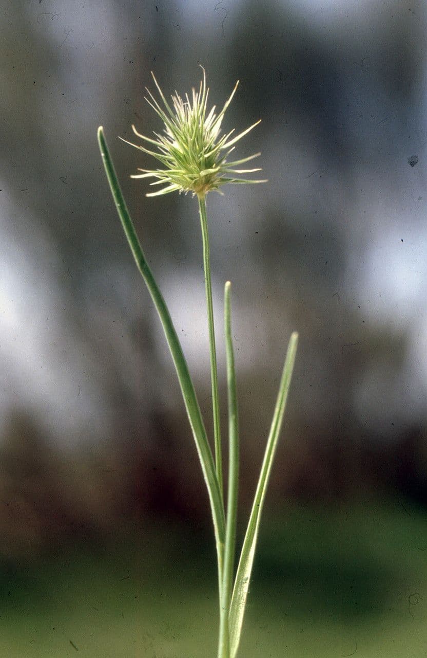 Echinaria capitata 15