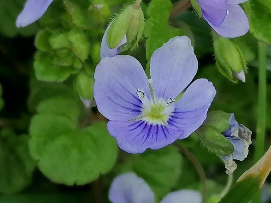 Veronica filiforme 7