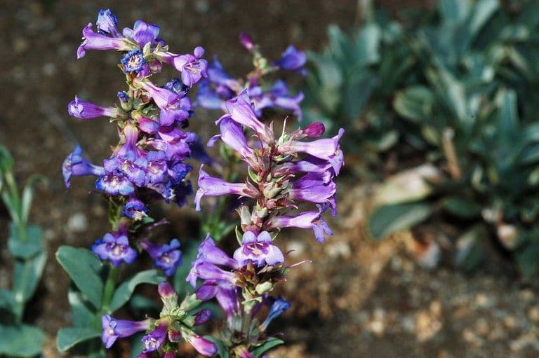 Penstemon