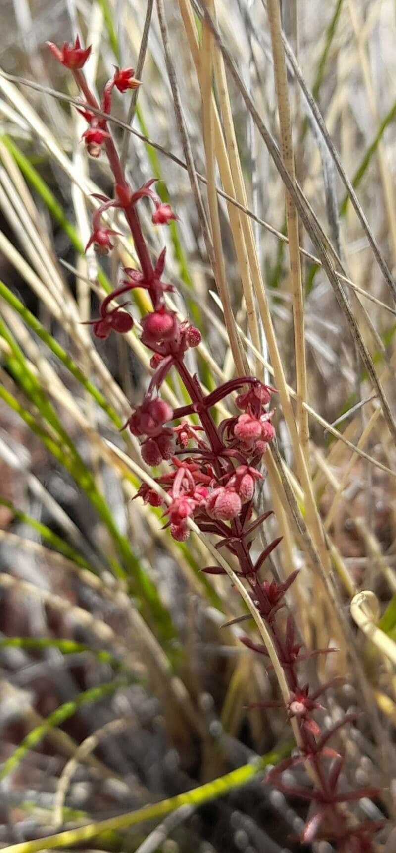 Galium
