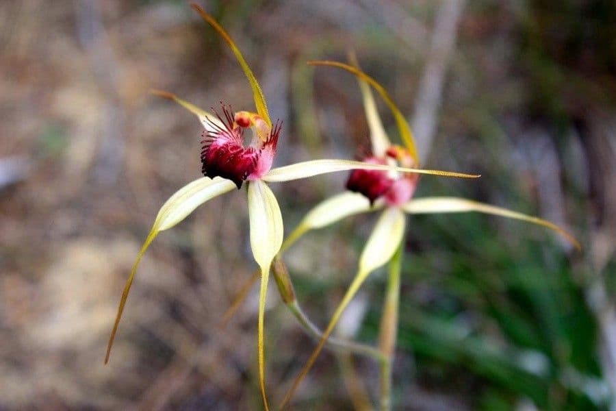 Caladenia denticulata 5