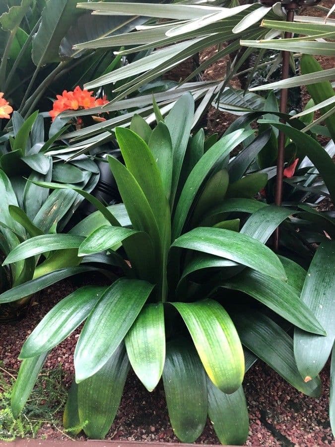 Clivia 20