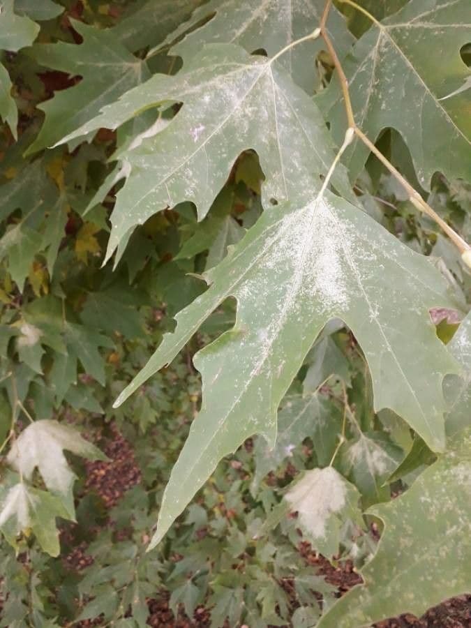Platanus orientalis 19