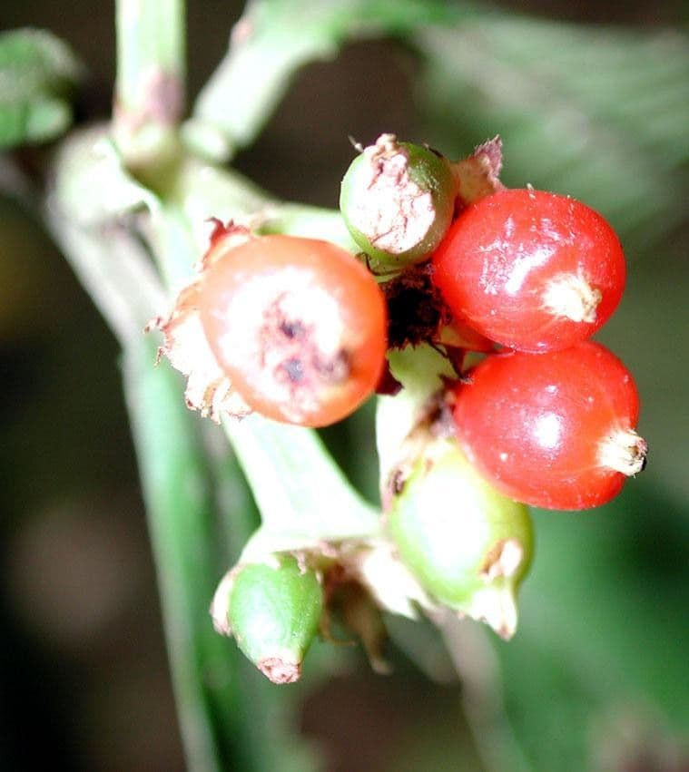 Psychotria 2