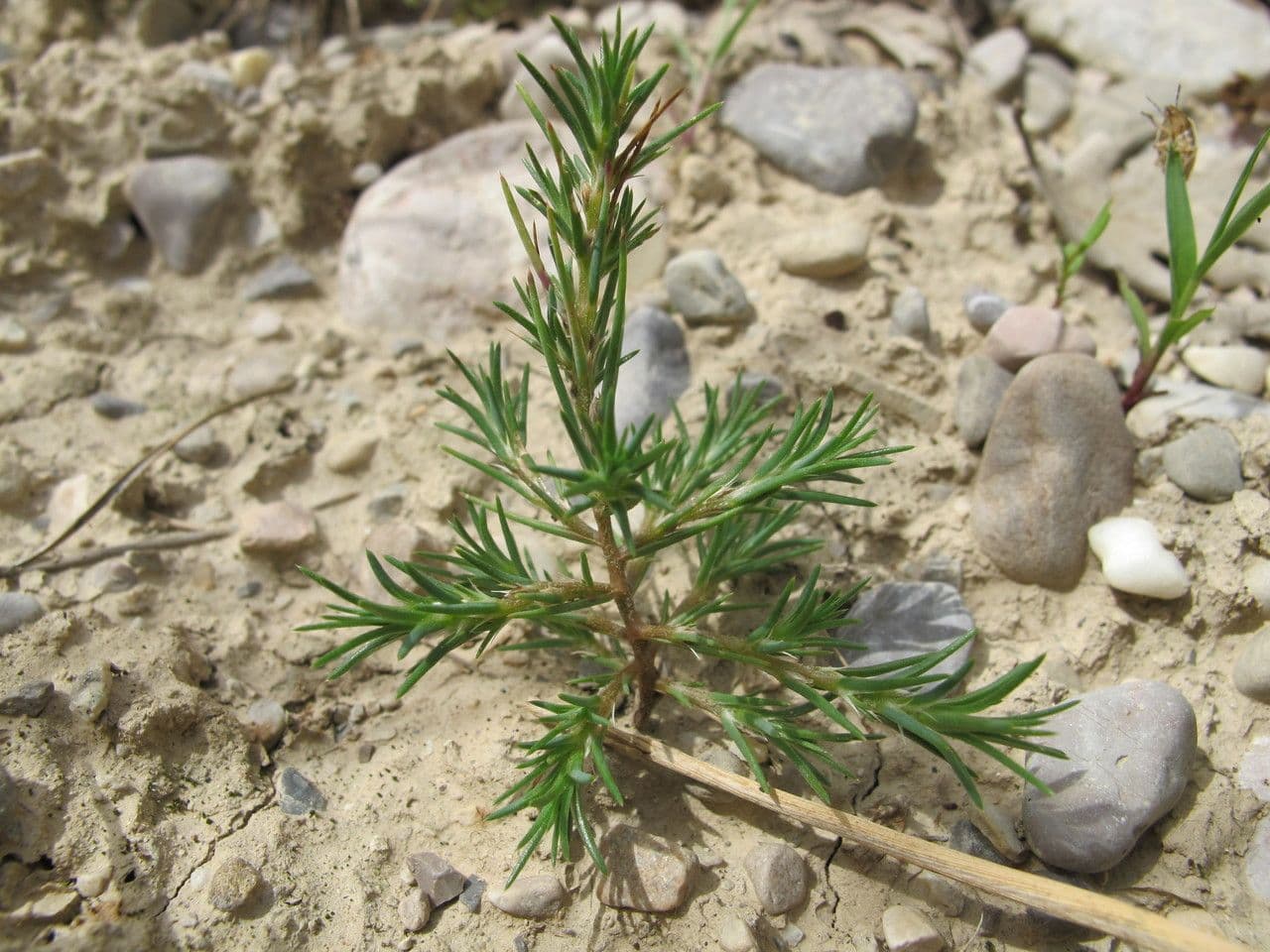 Polycnemum maius 10