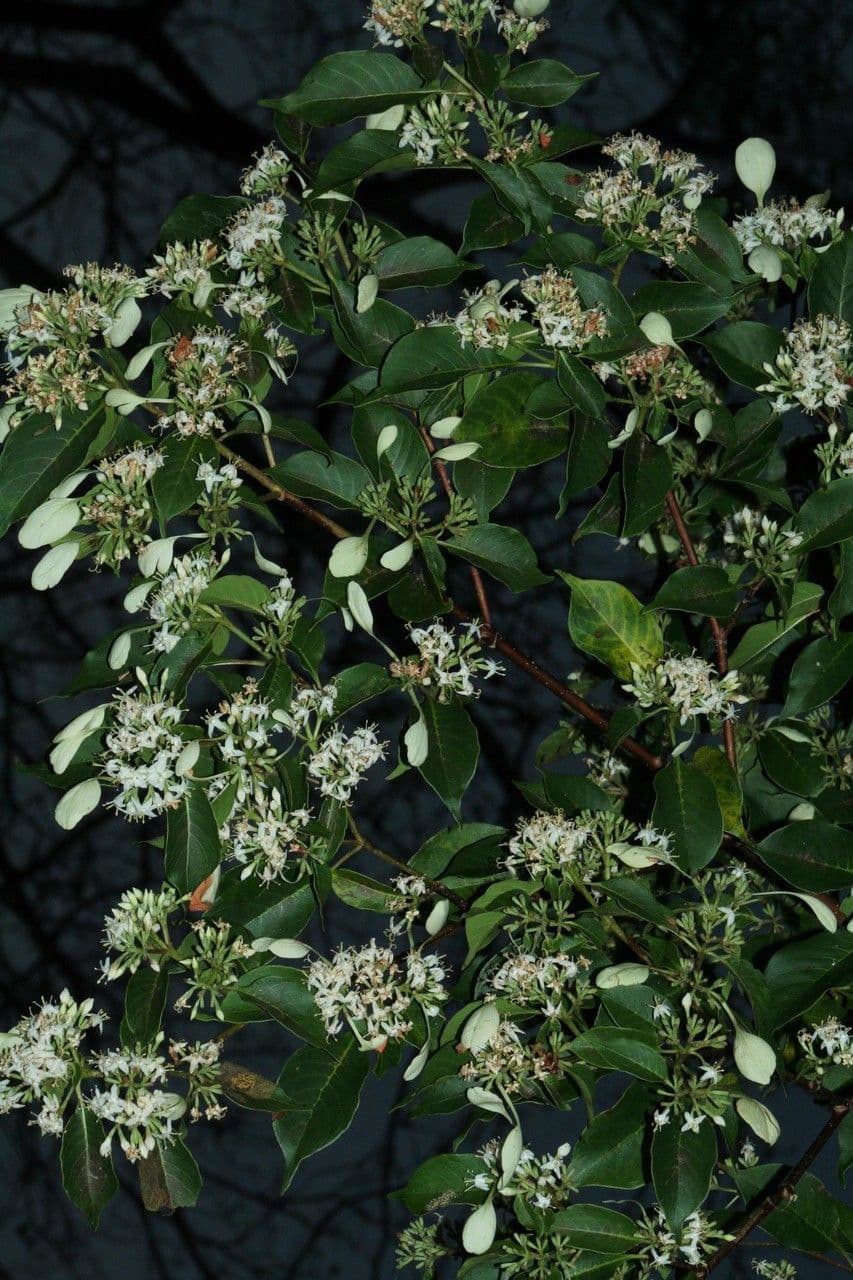 Calycophyllum 8