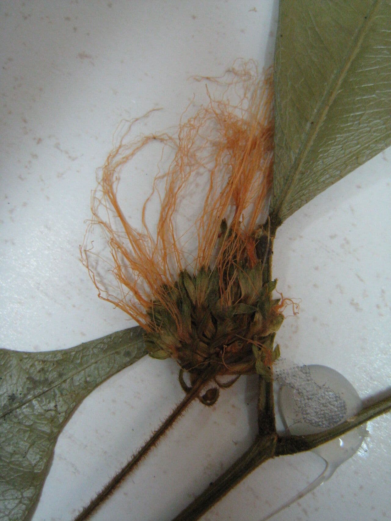Jupunba