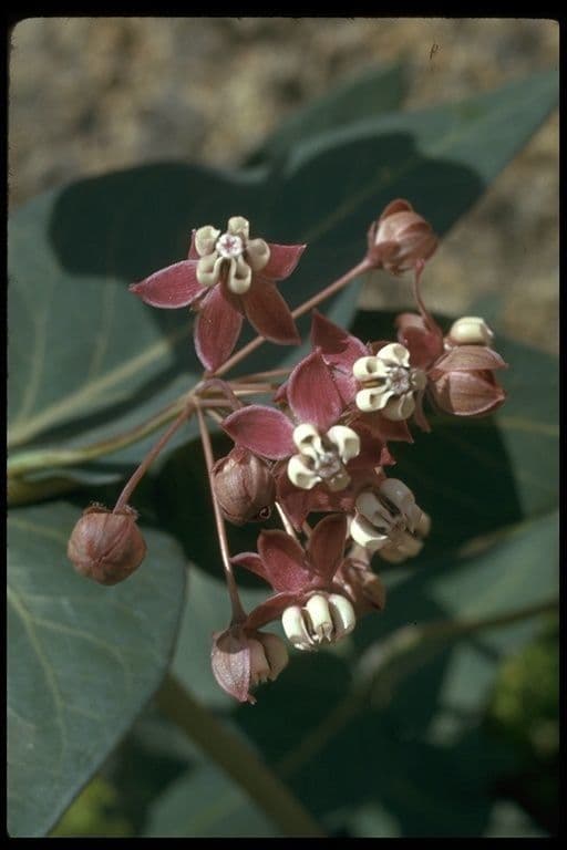 Asclepias 4