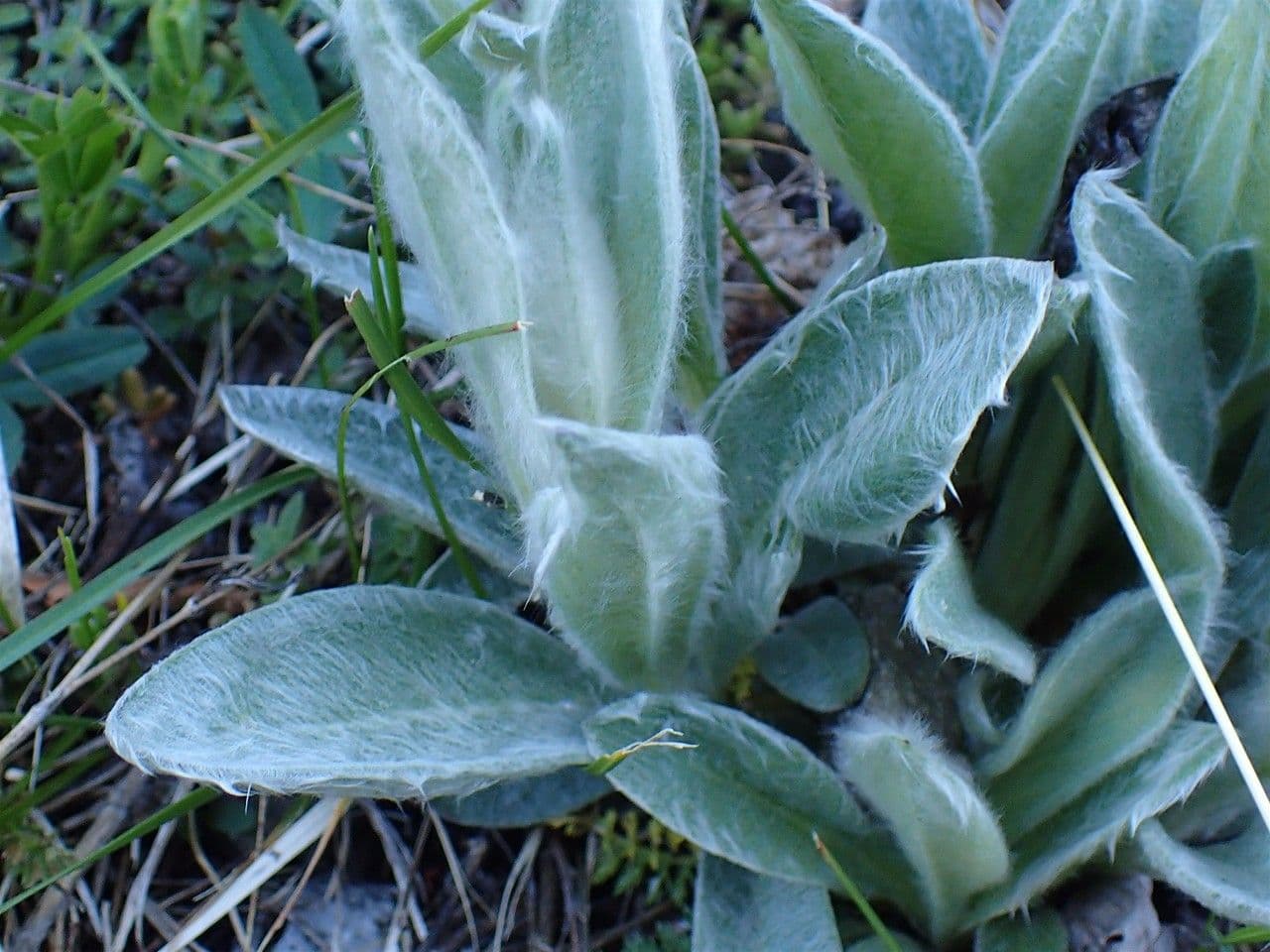 Silene 17
