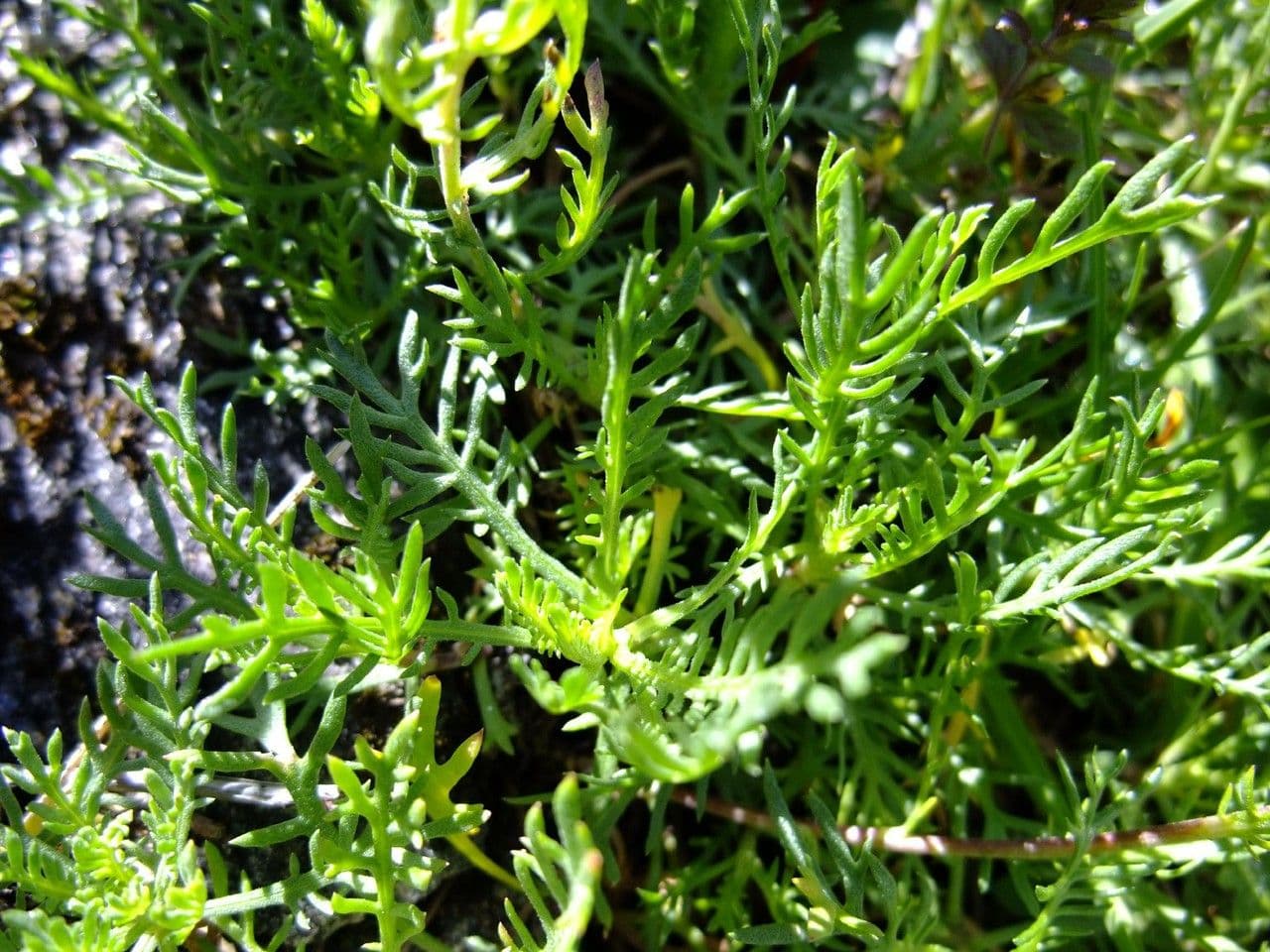 Achillea erba-rotta 9
