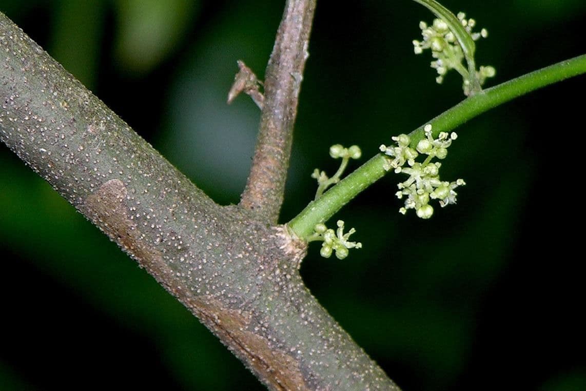 Celtis iguanaea 6