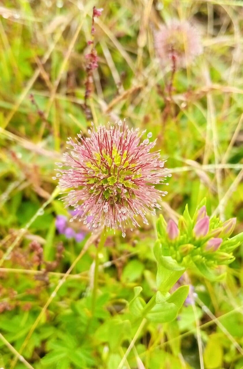 Acaena 8