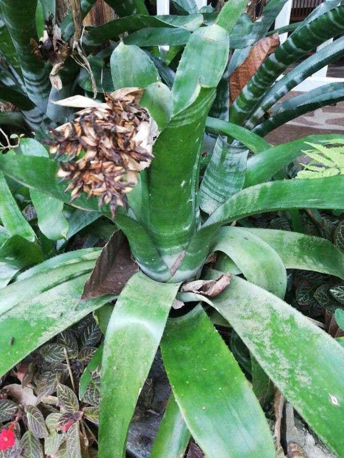 Aechmea 19