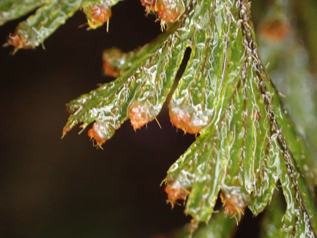 Hymenophyllum 9