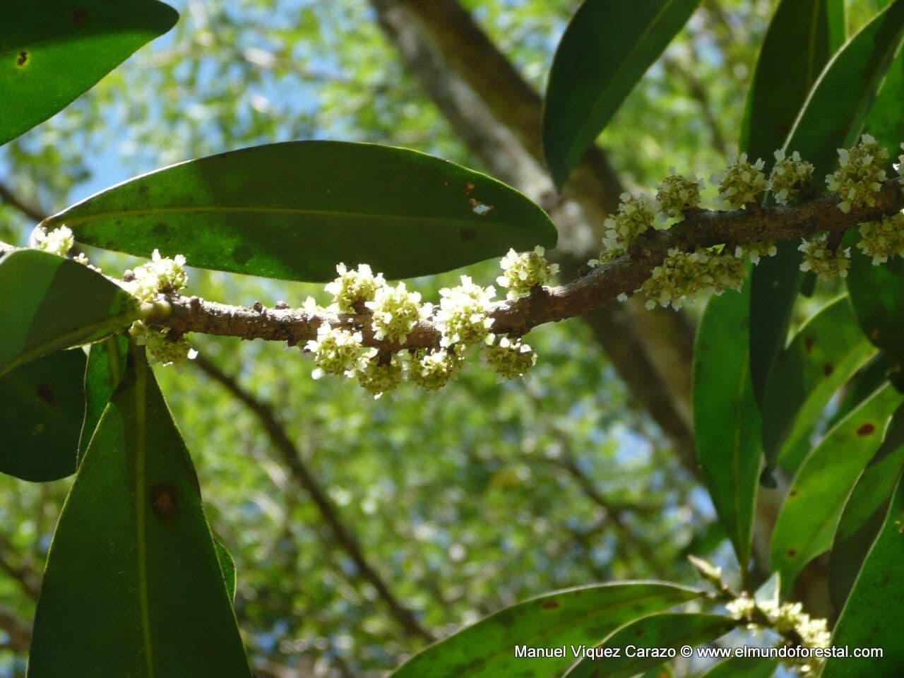 Myrsine coriacea 6