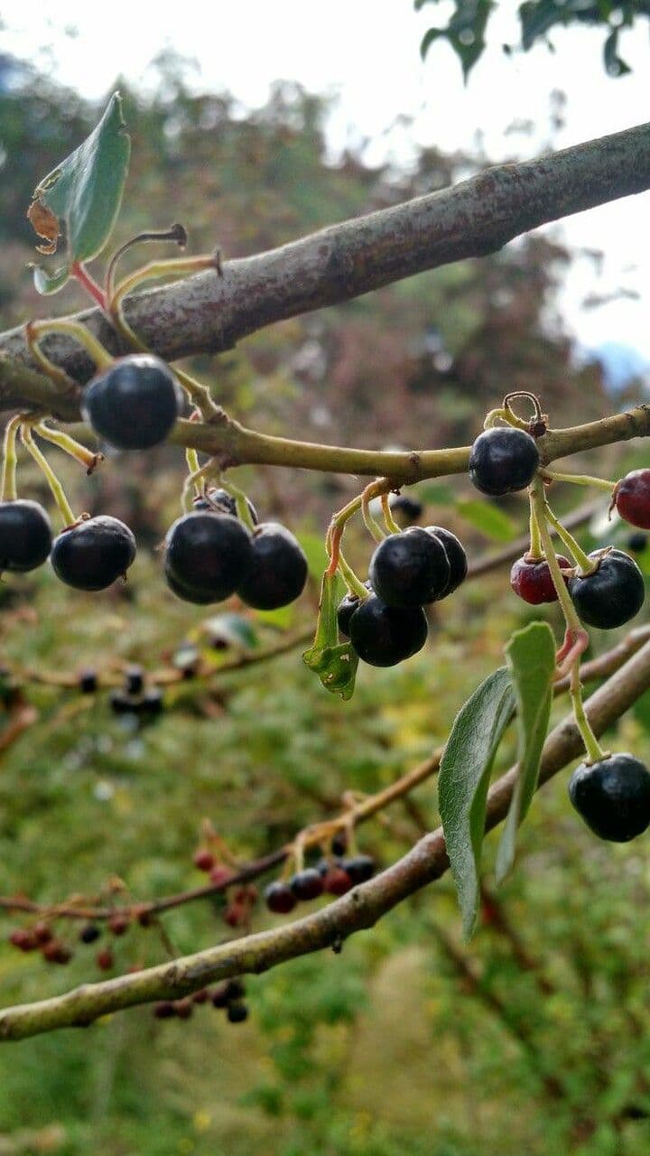 Aristotelia chilensis 3