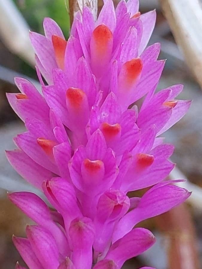 Dendrobio secondario 2