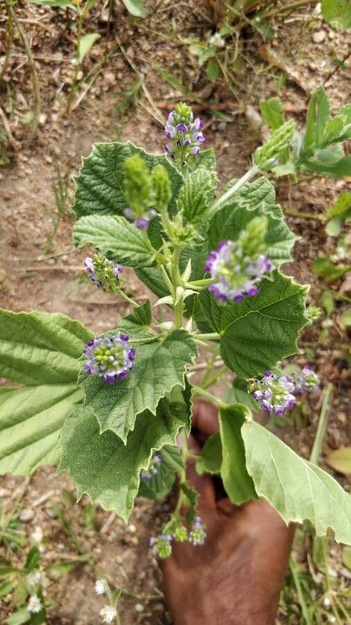 Cullen corylifolium 6