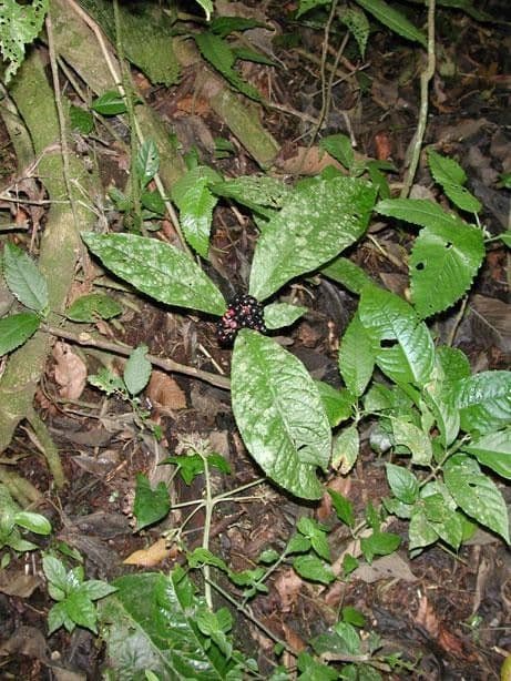 Ardisie 9
