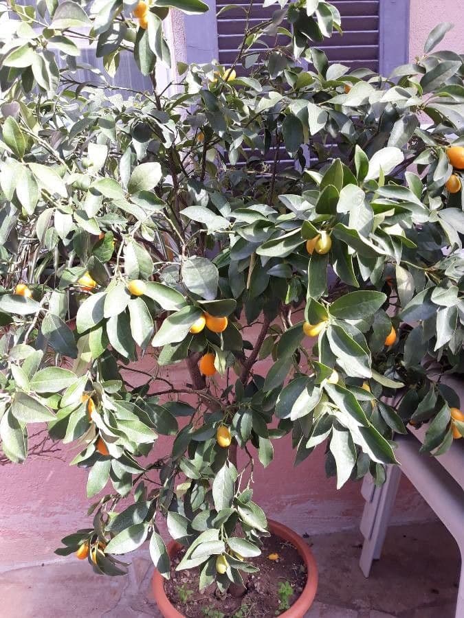 Kummerquats 17