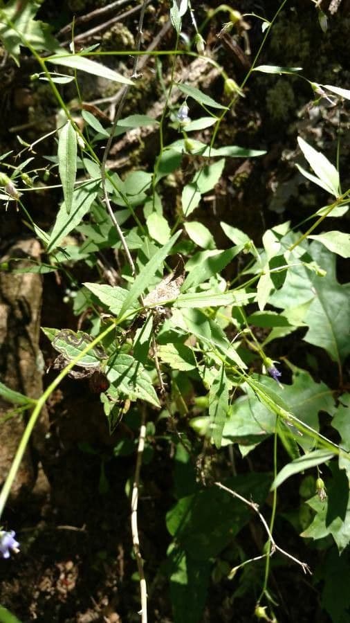 Campanula 12