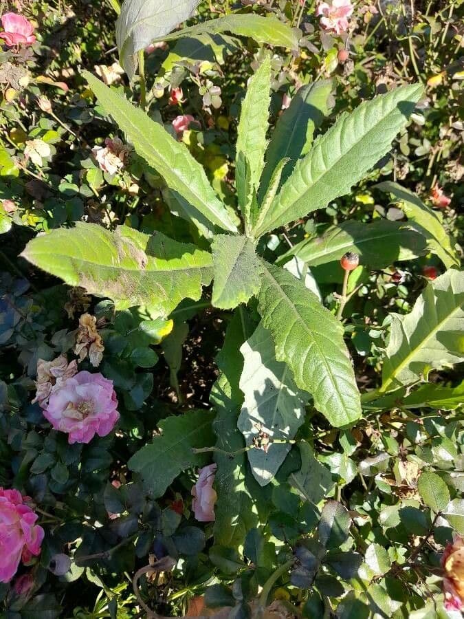 Cirsio 16