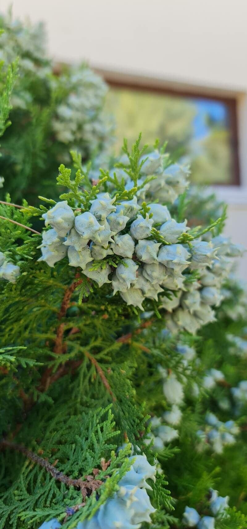 Arborvitae oriental 8