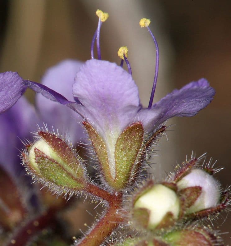 Facelia crenulata 5
