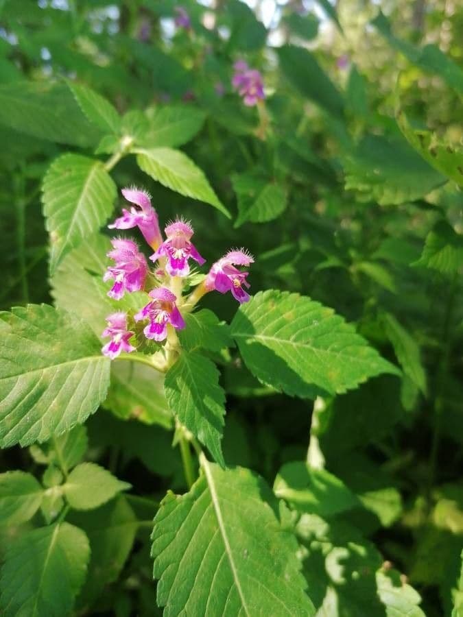 Canapa selvatica pubescente 7