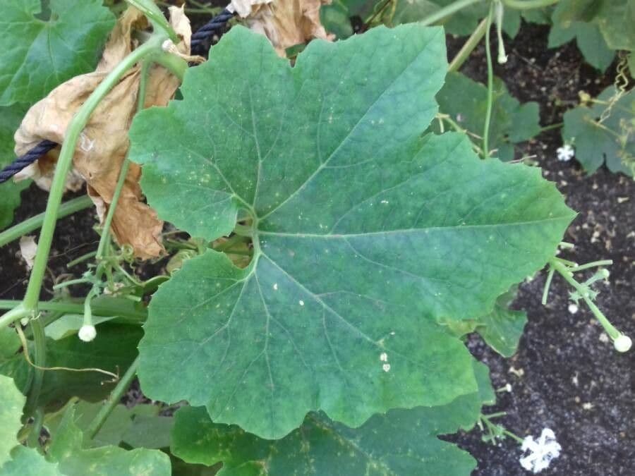 Zucca annuale 13