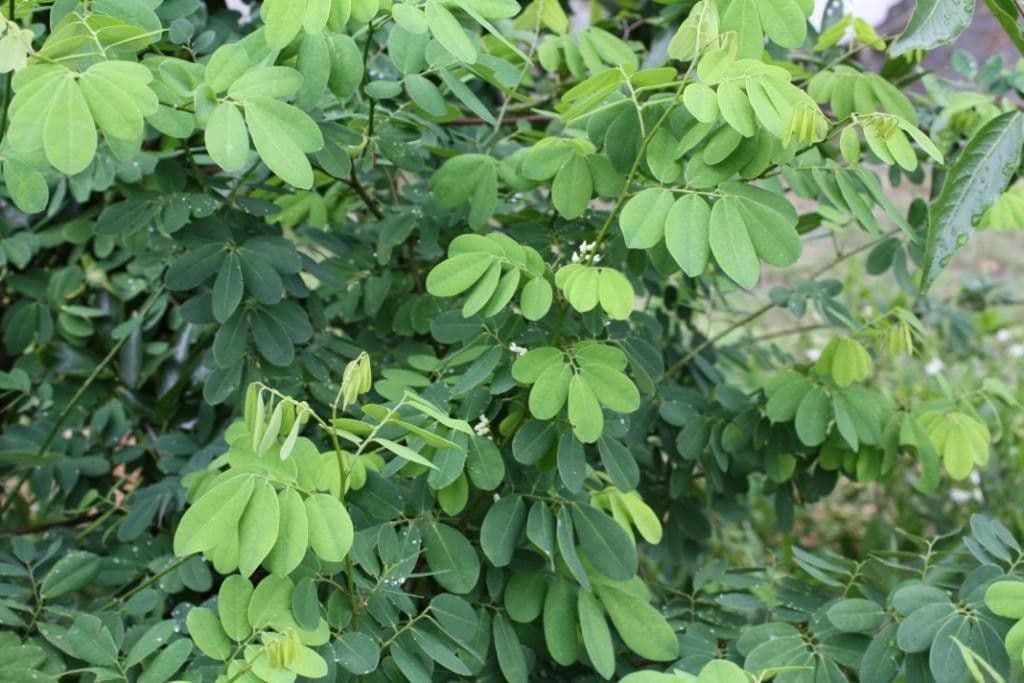 Dalbergia 7