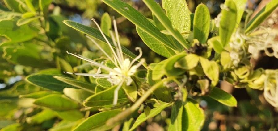 Maerua triphylla 5