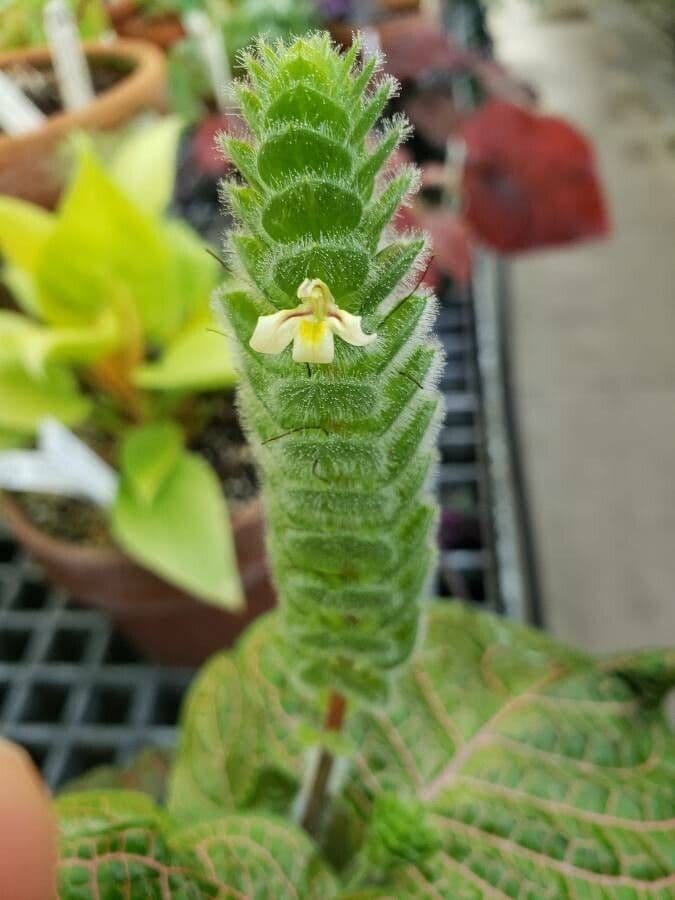 Fittonia 2