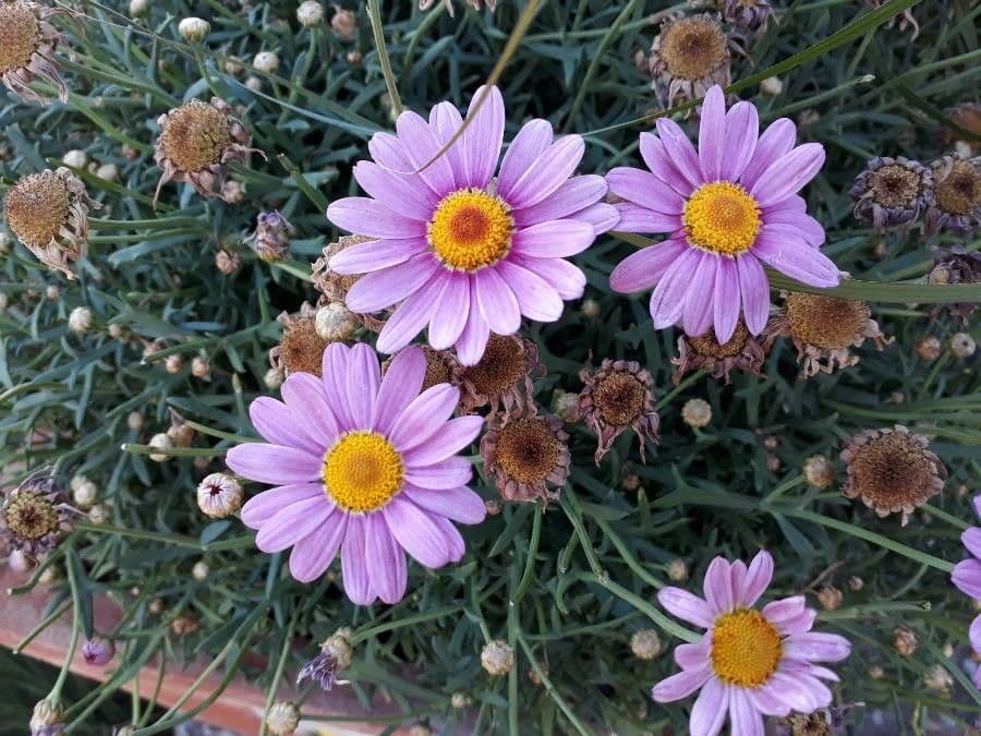 Argyranthemum 6