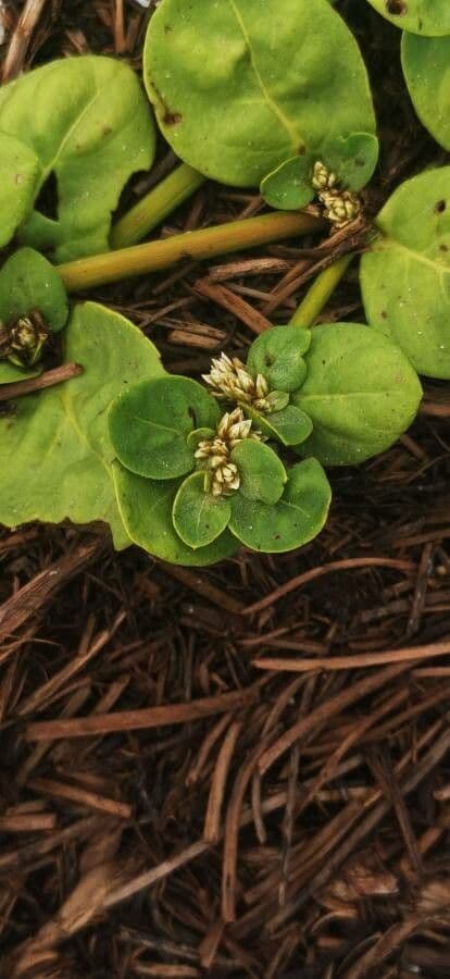 Alternanthera 14