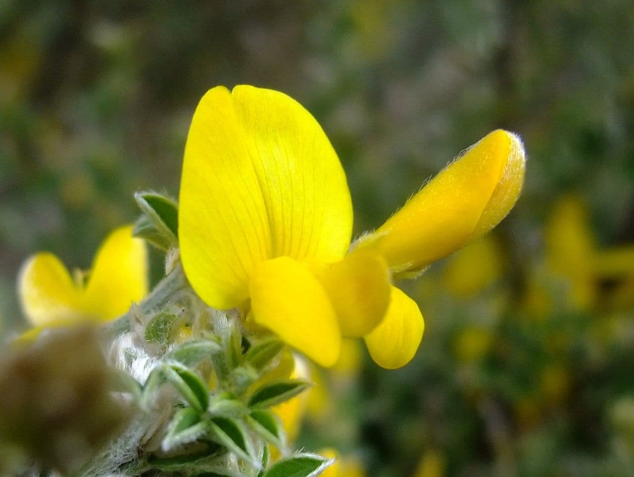 Genista canariensis