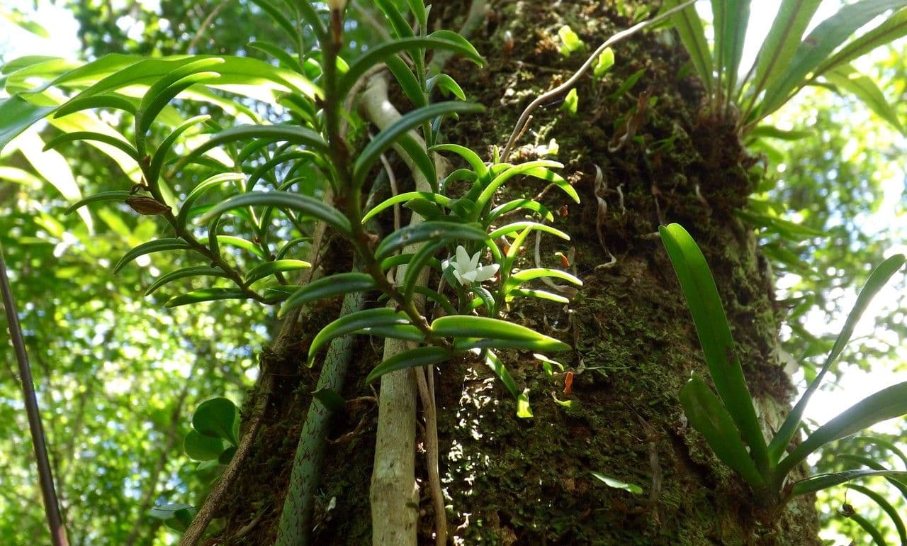 Angraecum 14