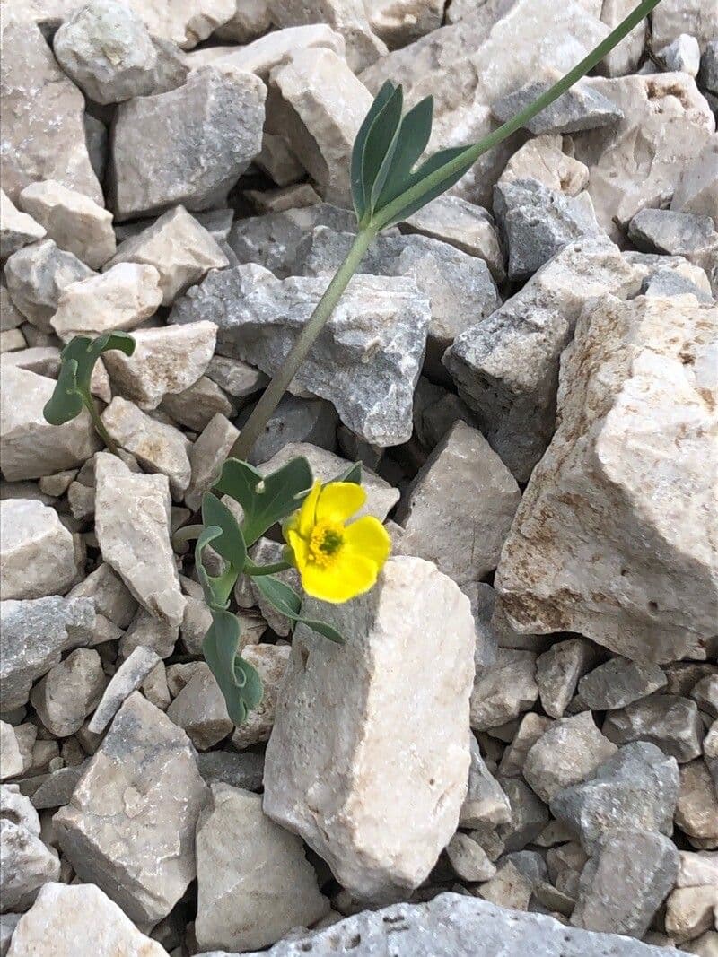 Ranuncolo 2