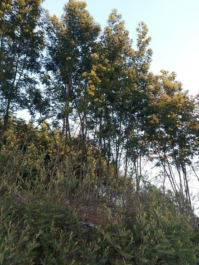 Senna multijuga 6