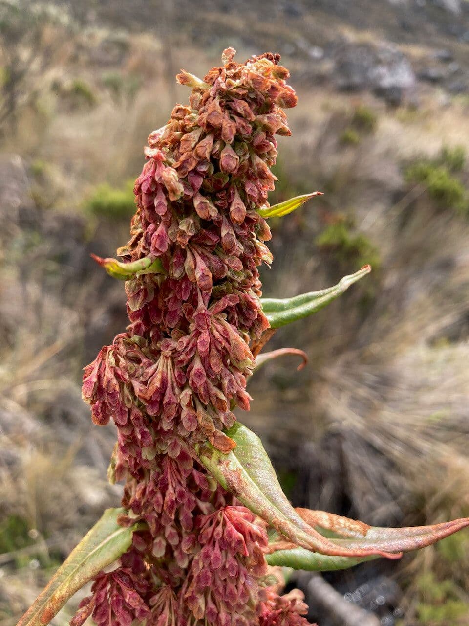 Rumex 4