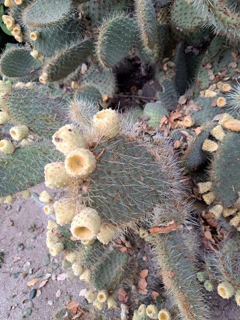 Opuntia leucotricha 4
