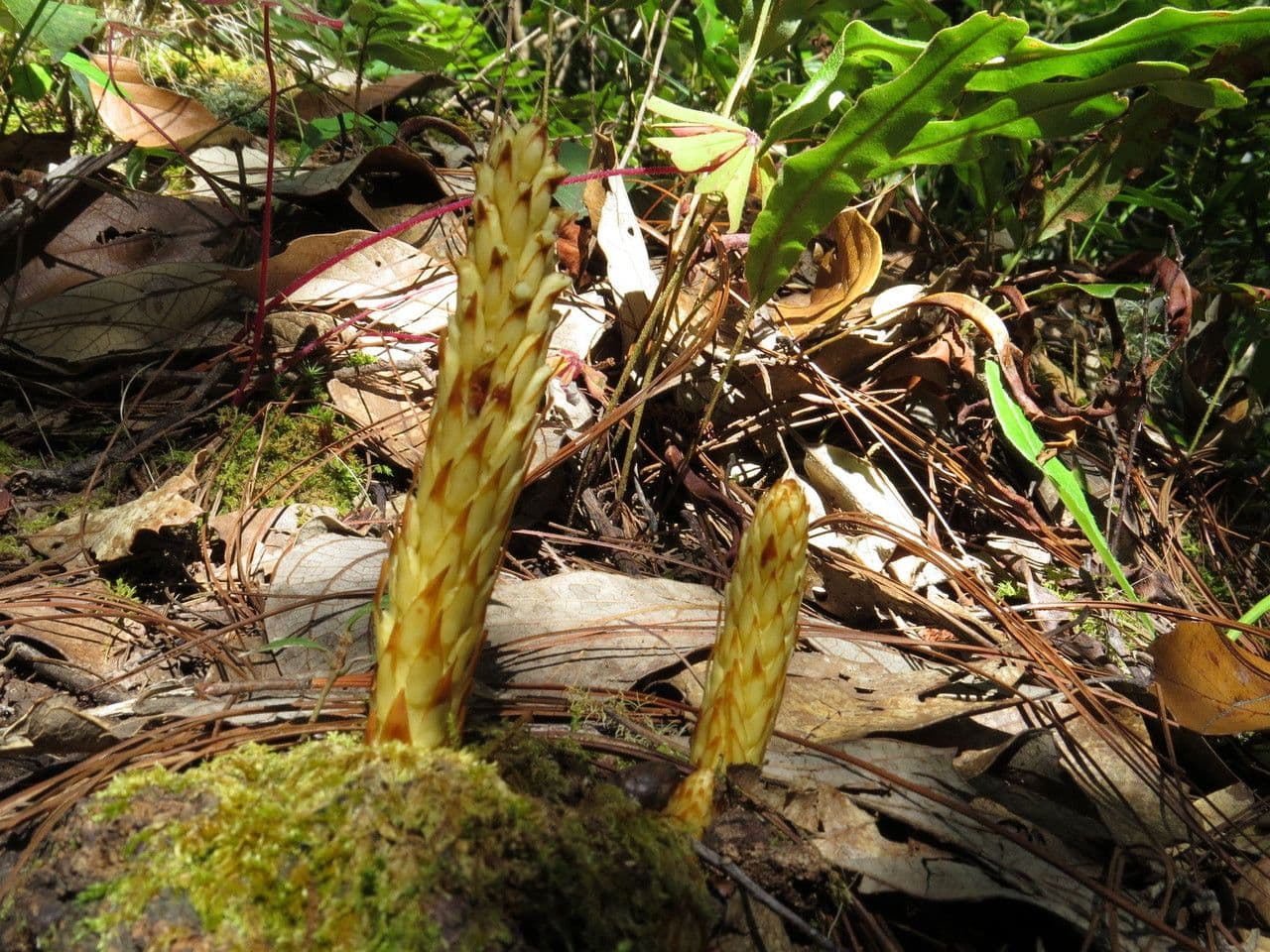 Parchliniec alpejski 7
