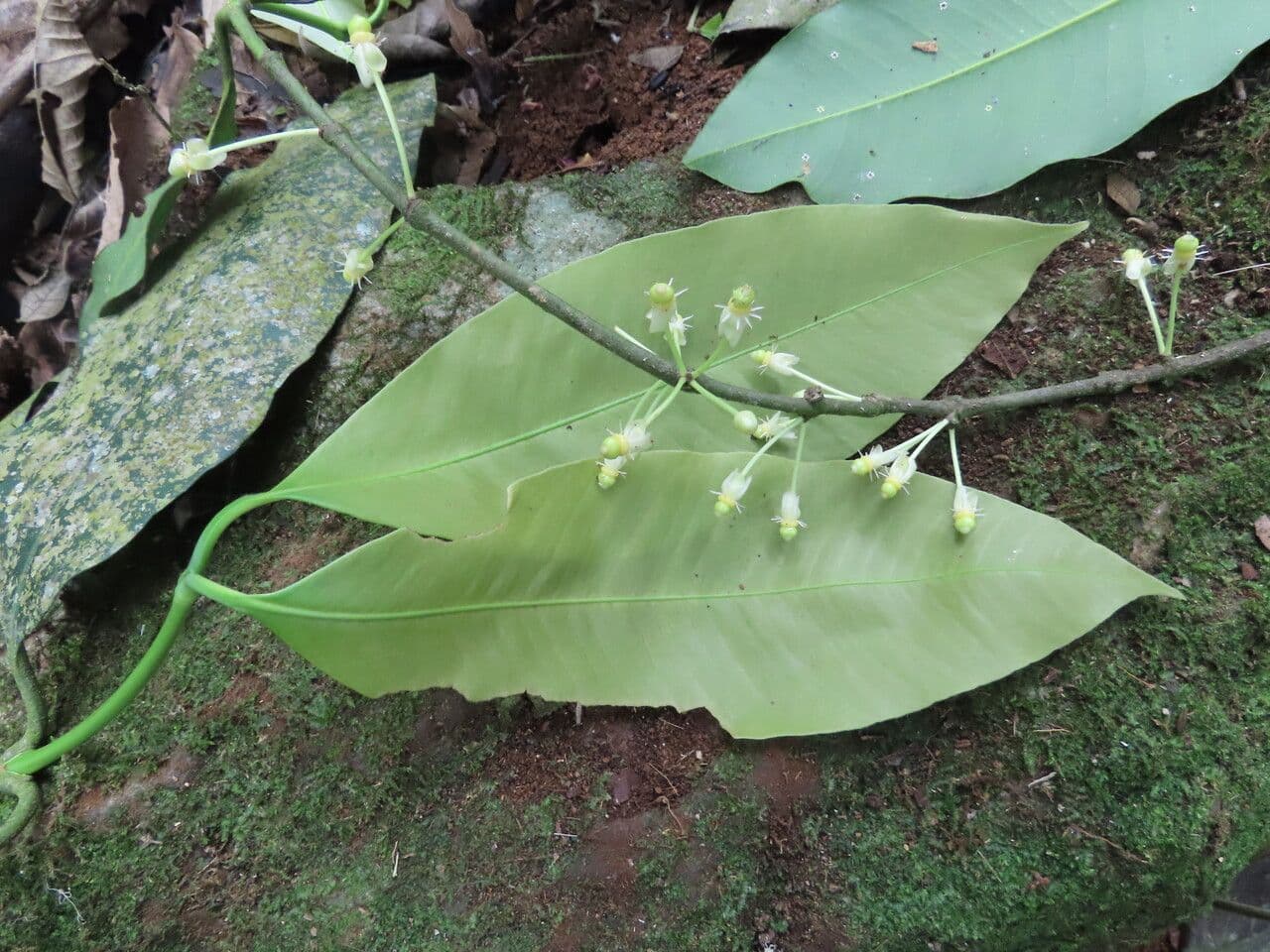 Garcinia 15